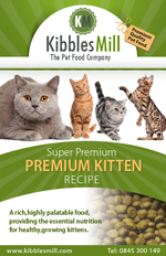 Premium Kitten